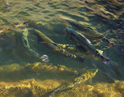 Рыбы станет больше