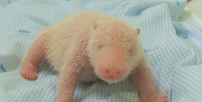 Впервые в истории Индонезии родилась большая панда — Президент дал ей имя