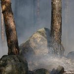 Батыс Қазақстан облысында орман өртенді