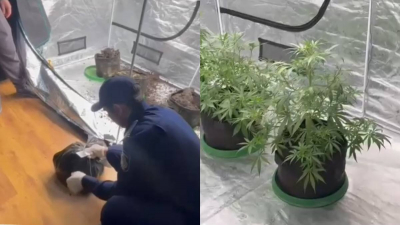 Лабораторию по выращиванию запрещенных растений устроили в квартире Алматы